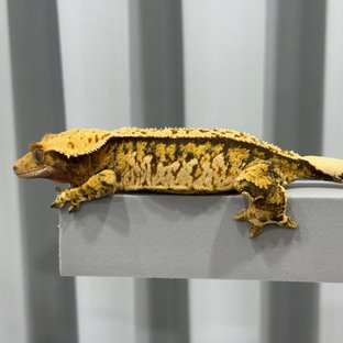 트라이 쿼드 핀스트라이프