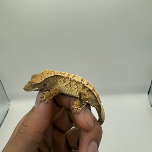 노멀 트라이 화이트스팟 드리피