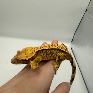 노멀 트라이 익스트림할리퀸