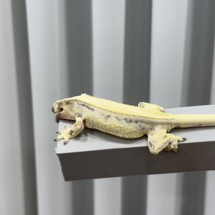 릴리 세이블 솔리드백