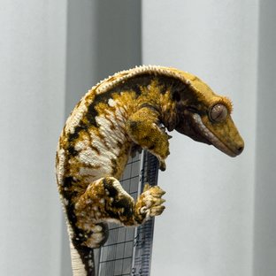 노멀 트라이 익스트림할리퀸 화이트스팟 텐저린