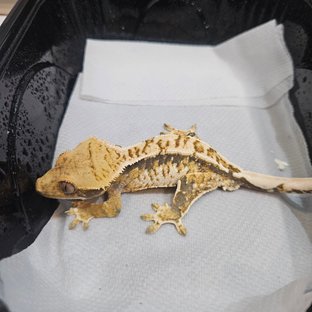 노멀 트라이 익스트림할리퀸 화이트스팟