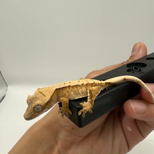 노멀 트라이 익스트림할리퀸