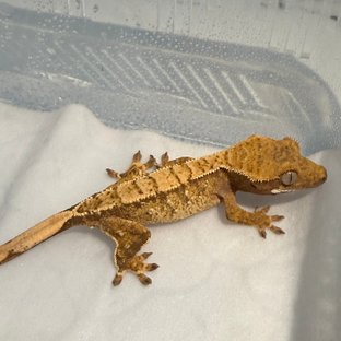 노멀 트라이 화이트스팟 드리피