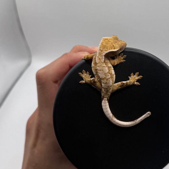 트라이 익스트림할리퀸 텐저린