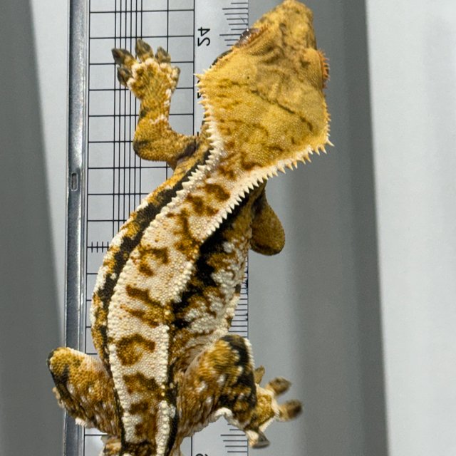 노멀 트라이 익스트림할리퀸 화이트스팟 텐저린