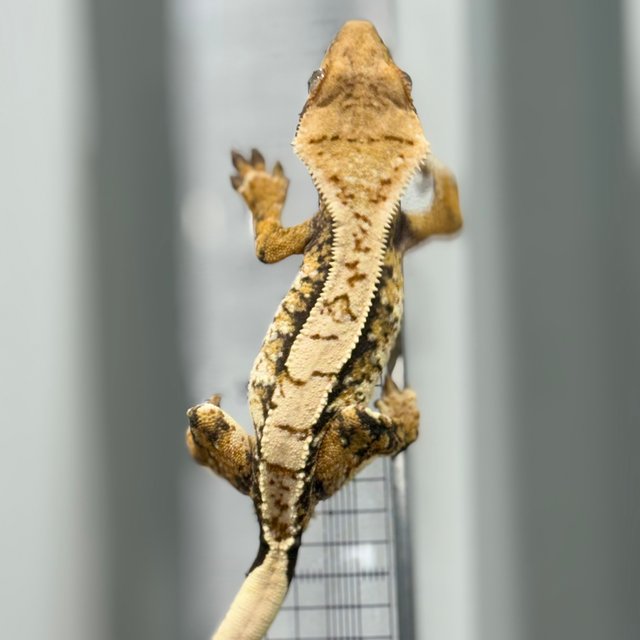 트라이 드리피 화이트스팟 핀스트라이프