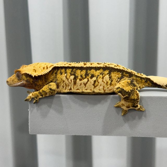 트라이 쿼드 핀스트라이프