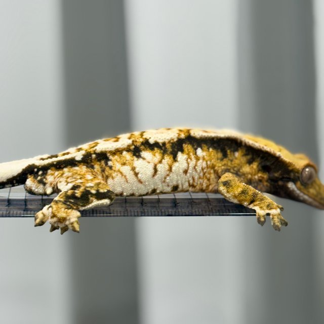 노멀 트라이 익스트림할리퀸 화이트스팟 텐저린