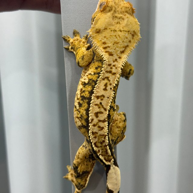 트라이 쿼드 핀스트라이프