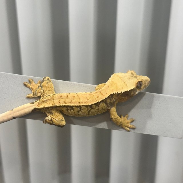 트라이 드리피 화이트스팟 화이트포트홀 핀스트라이프