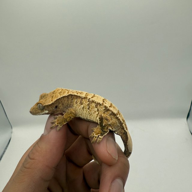 노멀 트라이 화이트스팟 드리피