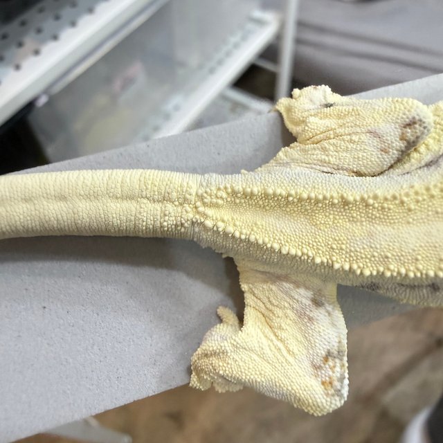 릴리 세이블 솔리드백