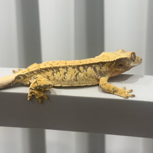 트라이 드리피 화이트스팟 화이트포트홀 핀스트라이프