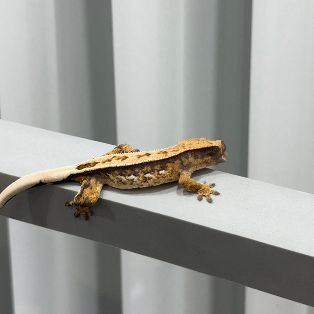 노멀 트라이 쿼드 풀핀