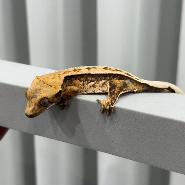 노멀 트라이 쿼드 풀핀