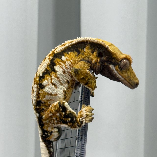 노멀 트라이 익스트림할리퀸 화이트스팟 텐저린