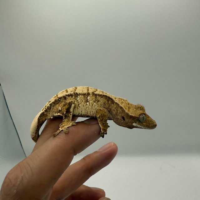 노멀 트라이 화이트스팟 드리피