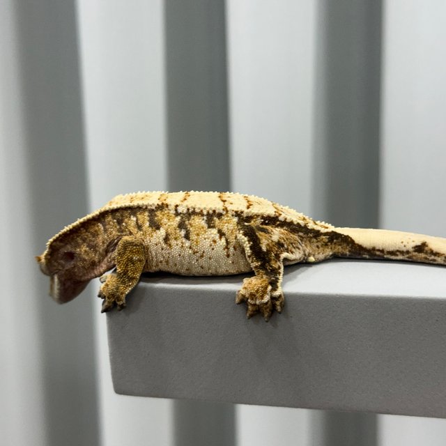 트라이 드리피 화이트스팟 화이트포트홀