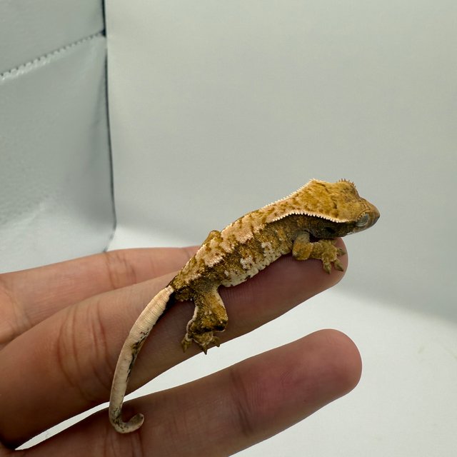 노멀 트라이 익스트림할리퀸 텐저린