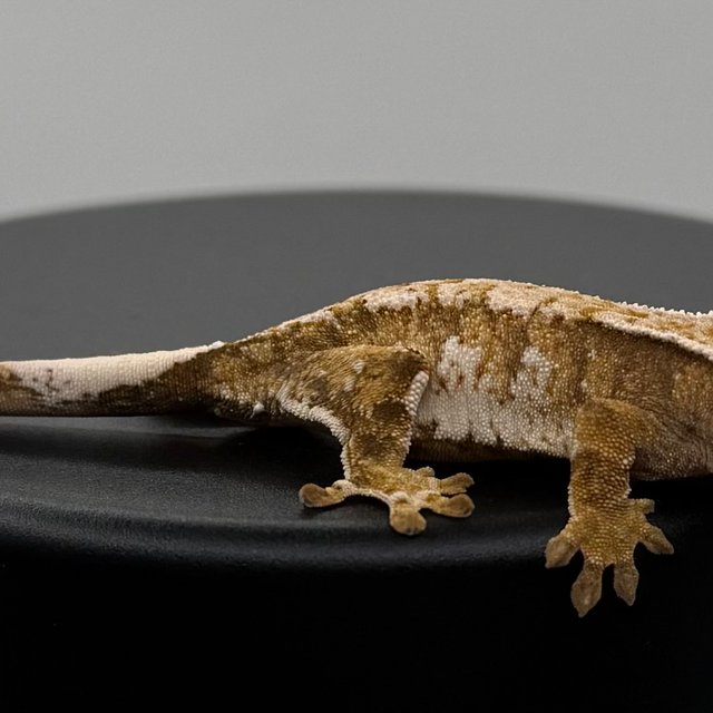 트라이 익스트림할리퀸 텐저린