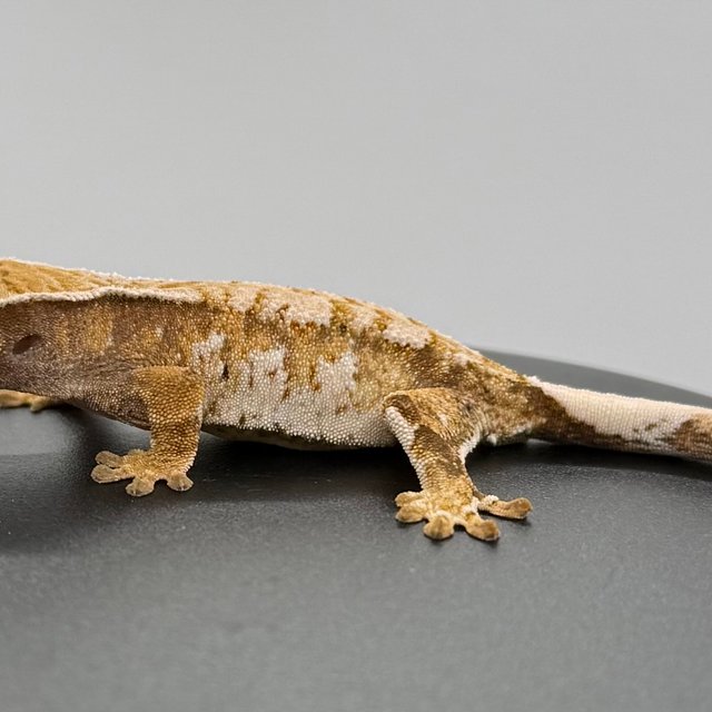 트라이 익스트림할리퀸 텐저린