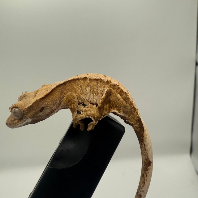 노멀 트라이 익스트림할리퀸