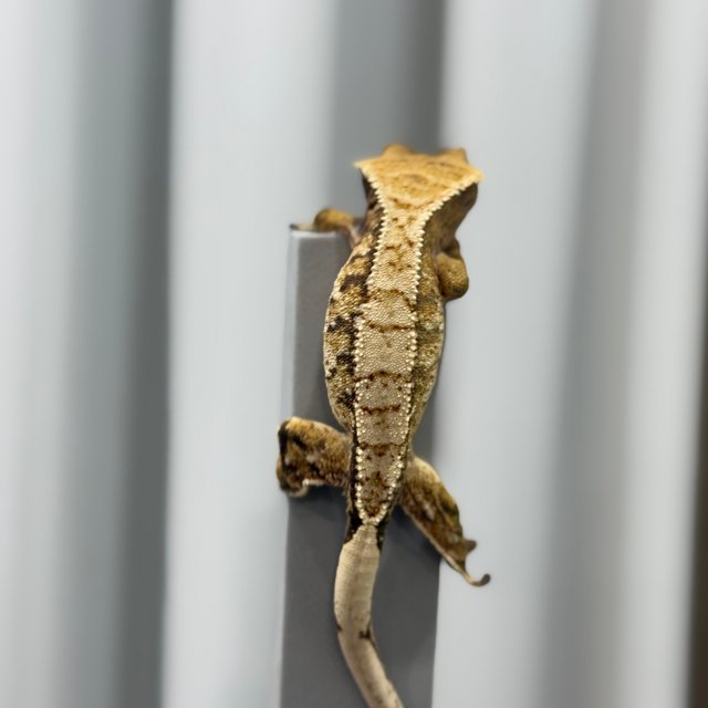 트라이 드리피 화이트스팟 화이트포트홀