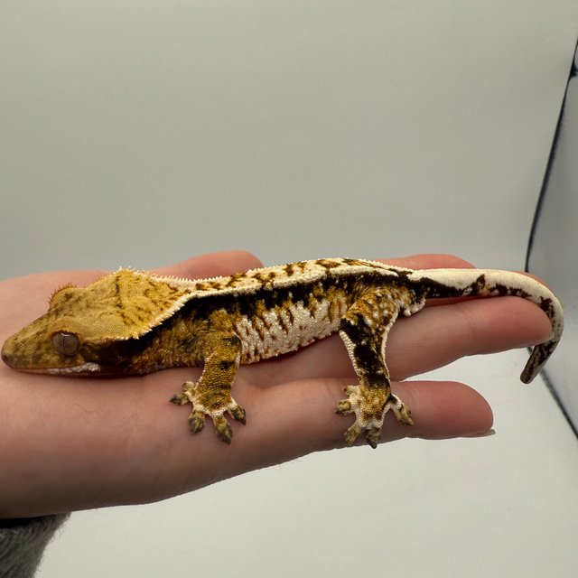 노멀 트라이 익스트림할리퀸 화이트스팟 텐저린