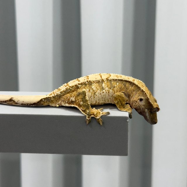 트라이 드리피 화이트스팟 화이트포트홀