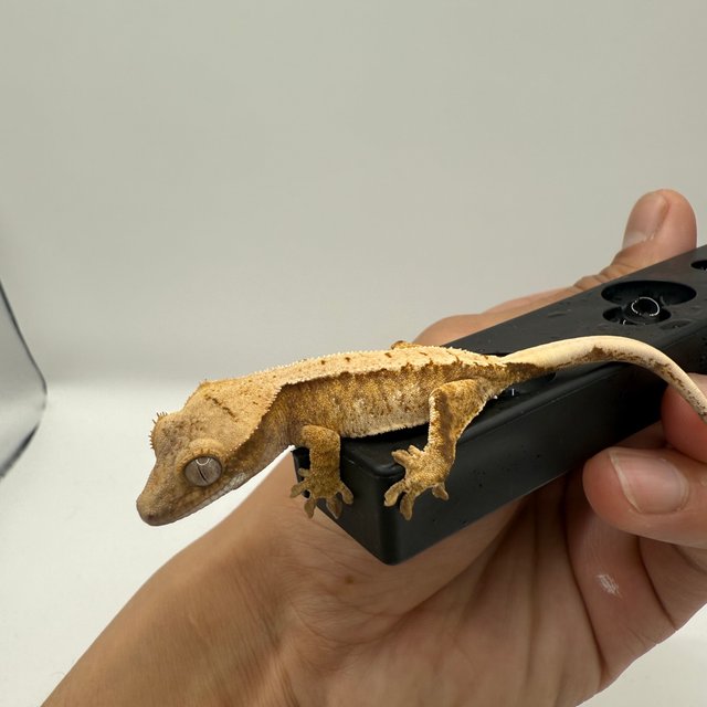 노멀 트라이 익스트림할리퀸