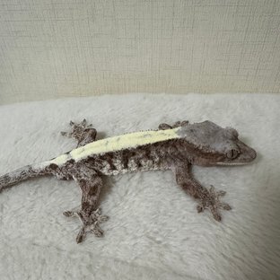 루왁 릴리