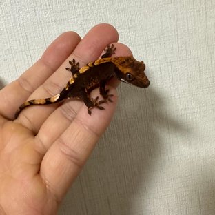 다크 플레임