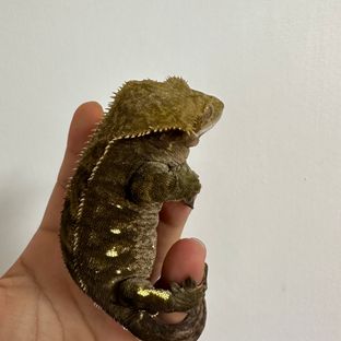 오비