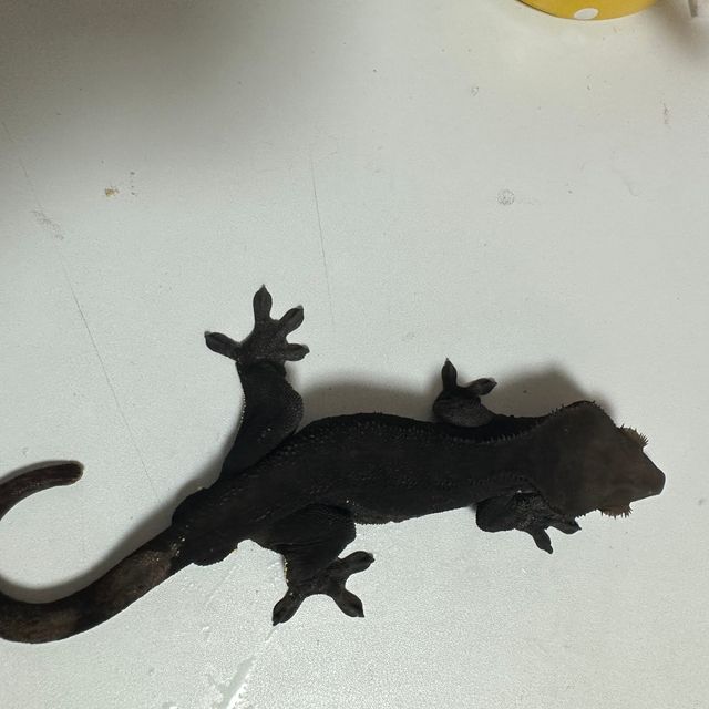 챠콜