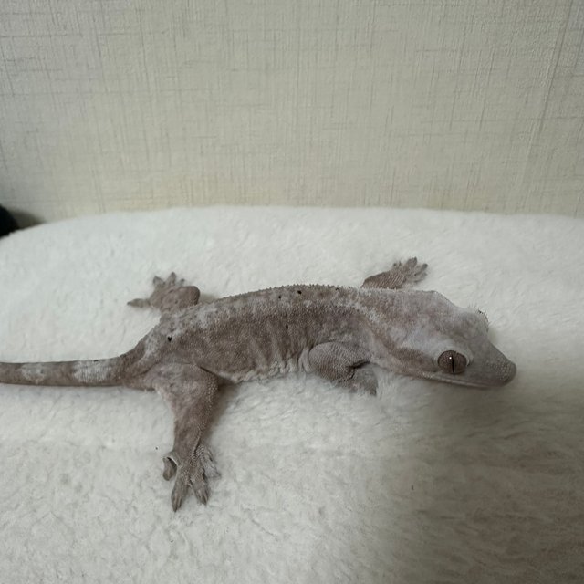 루왁