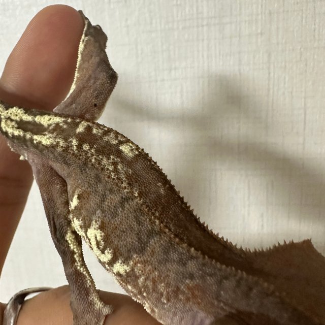 프라푸치노 100%헷아잔틱