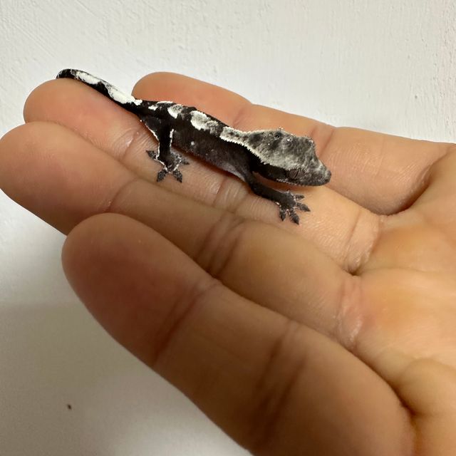 아잔틱