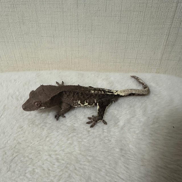 프라푸치노 100%헷아잔틱