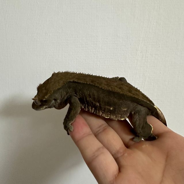 챠콜