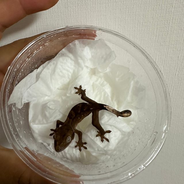챠콜
