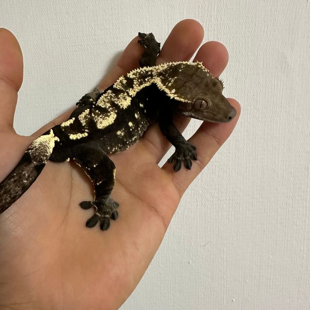 세이블