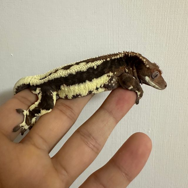 프라푸치노