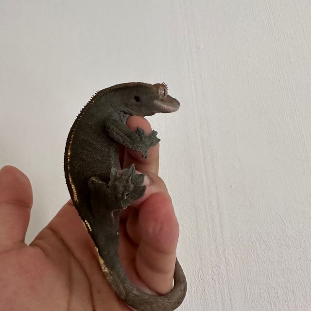 카푸치노