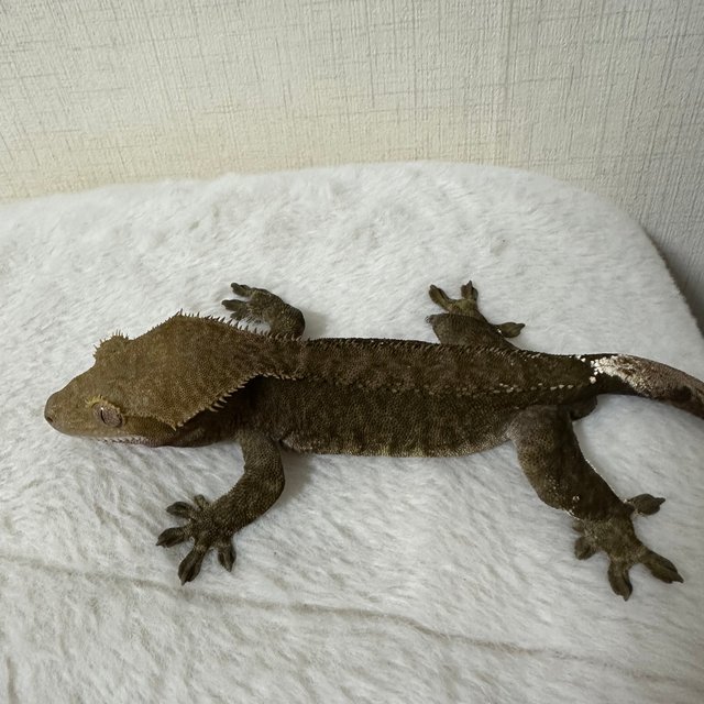 챠콜