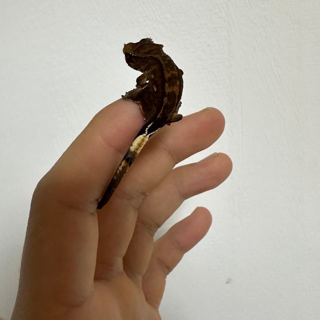 챠콜
