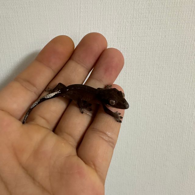 챠콜 카푸치노