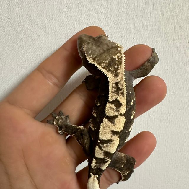 세이블