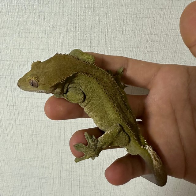 챠콜