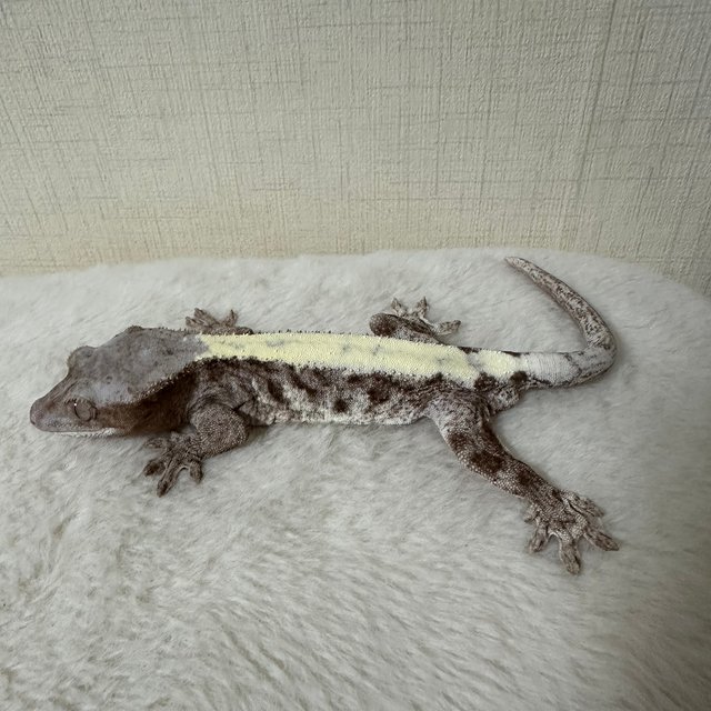 루왁 릴리